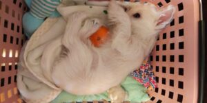 みかん温め中のウエスティ