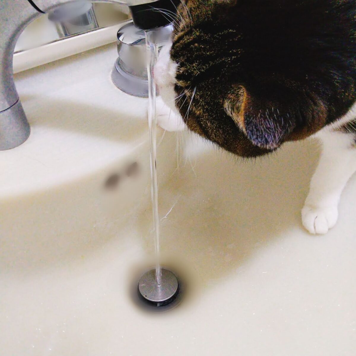 蛇口の水を飲む猫