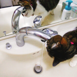 蛇口の水を飲む猫
