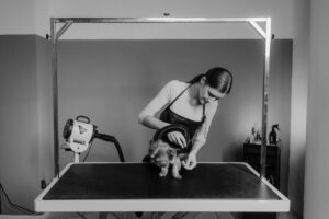 woman drying hair of yorkshire terrier on grooming table