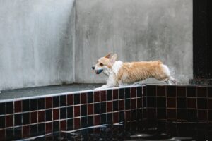 fast purebred dog running with ball on poolside