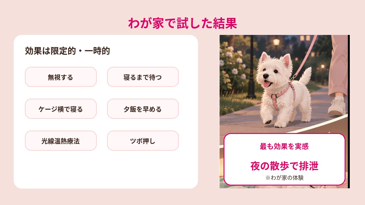 子犬の夜泣き対策として試した7つの方法と、夜の散歩で最も効果を実感した結果