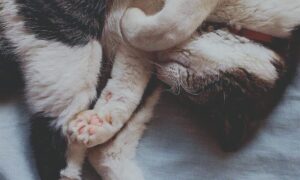 cat