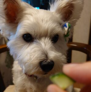 きゅうりを見つめるウエスティ犬