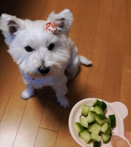 犬ときゅうり