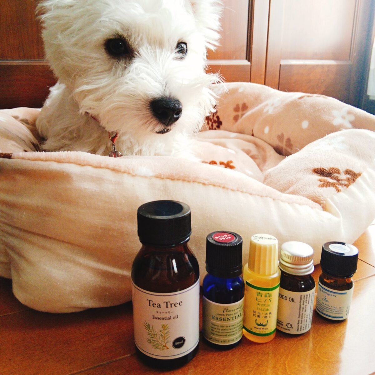 室内犬の散歩後の汚い足は洗う 拭くだけで十分 わんにゃんドットコム