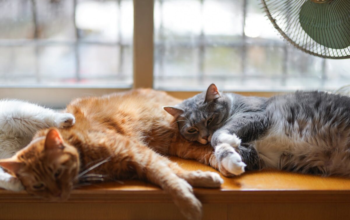 two tabby kittens lying down