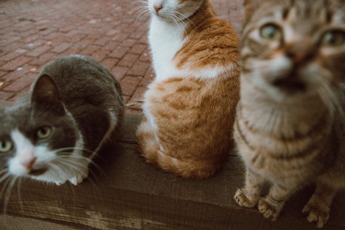 close up photograph of three cats