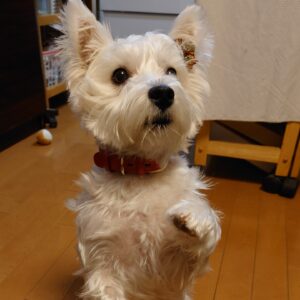westiedog