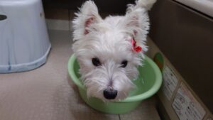足湯中の犬