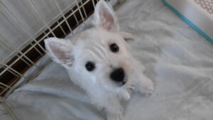 westie-puppy