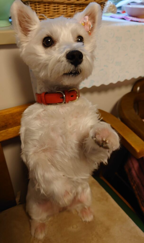 westiedog