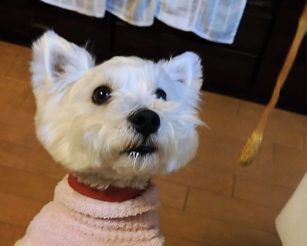 つくしから目が離せないウエスティ犬