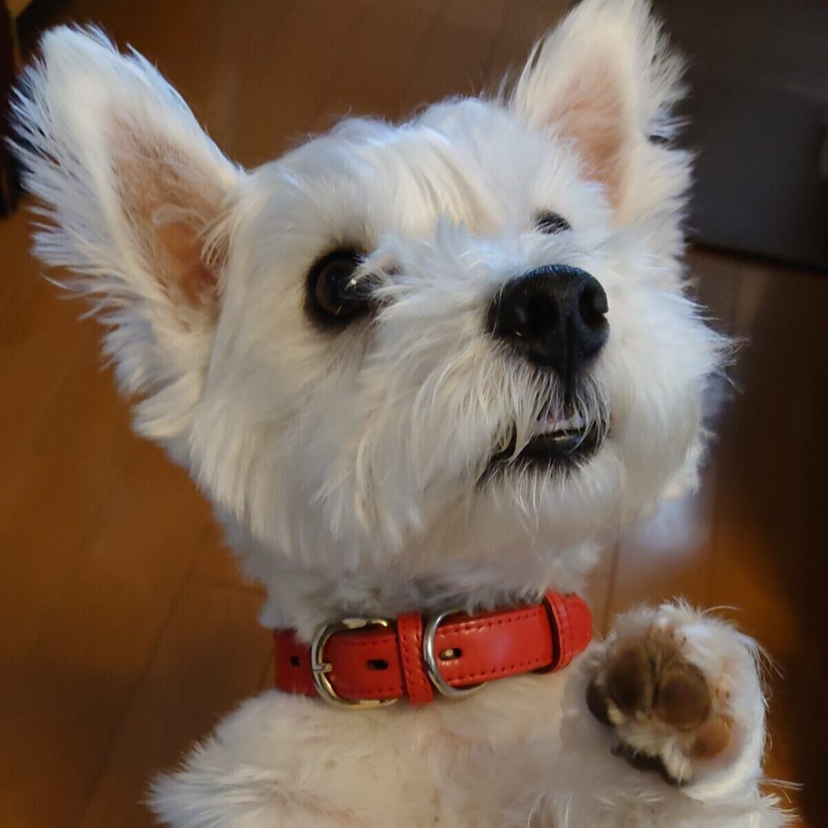 犬の肉球ケアはなぜ必要 おすすめの保湿クリームや方法をご紹介 わんにゃんドットコム