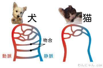 犬と猫の足の構造