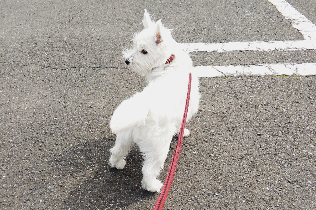 室内犬の散歩後の足どうする？