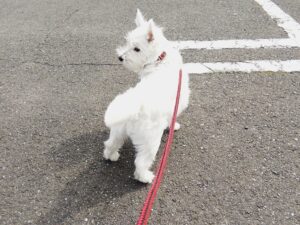 室内犬の散歩後の足どうする？