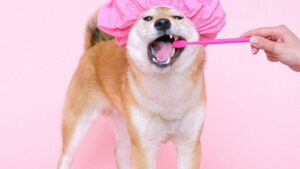 person using a toothbrush on dog with shower cap