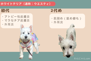 ウエスティ犬初代・2代目の皮膚関連トラブル