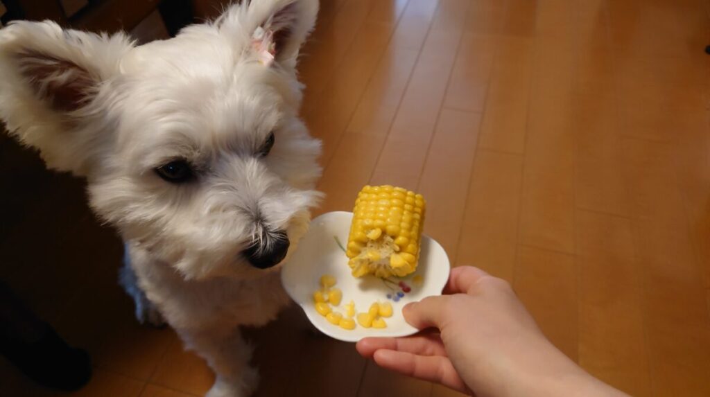 ウエスティ犬ととうもろこし