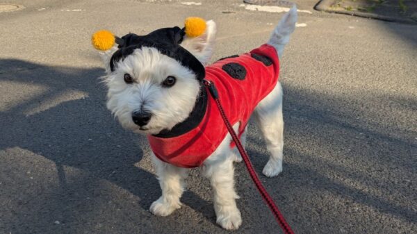 ladybugstyle_westie