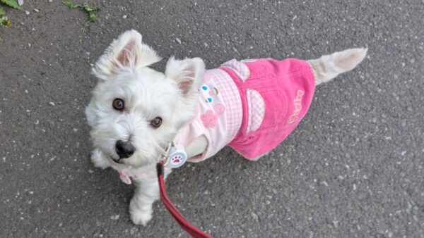 虫よけを付けたウエスティ犬