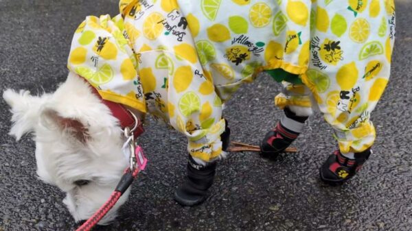雨の日スタイルのウエスティ