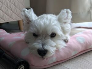 寛ぎウエスティ