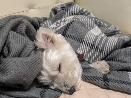 westiesleep2