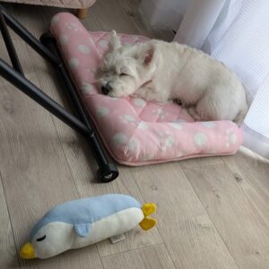 ペンギンとお昼寝