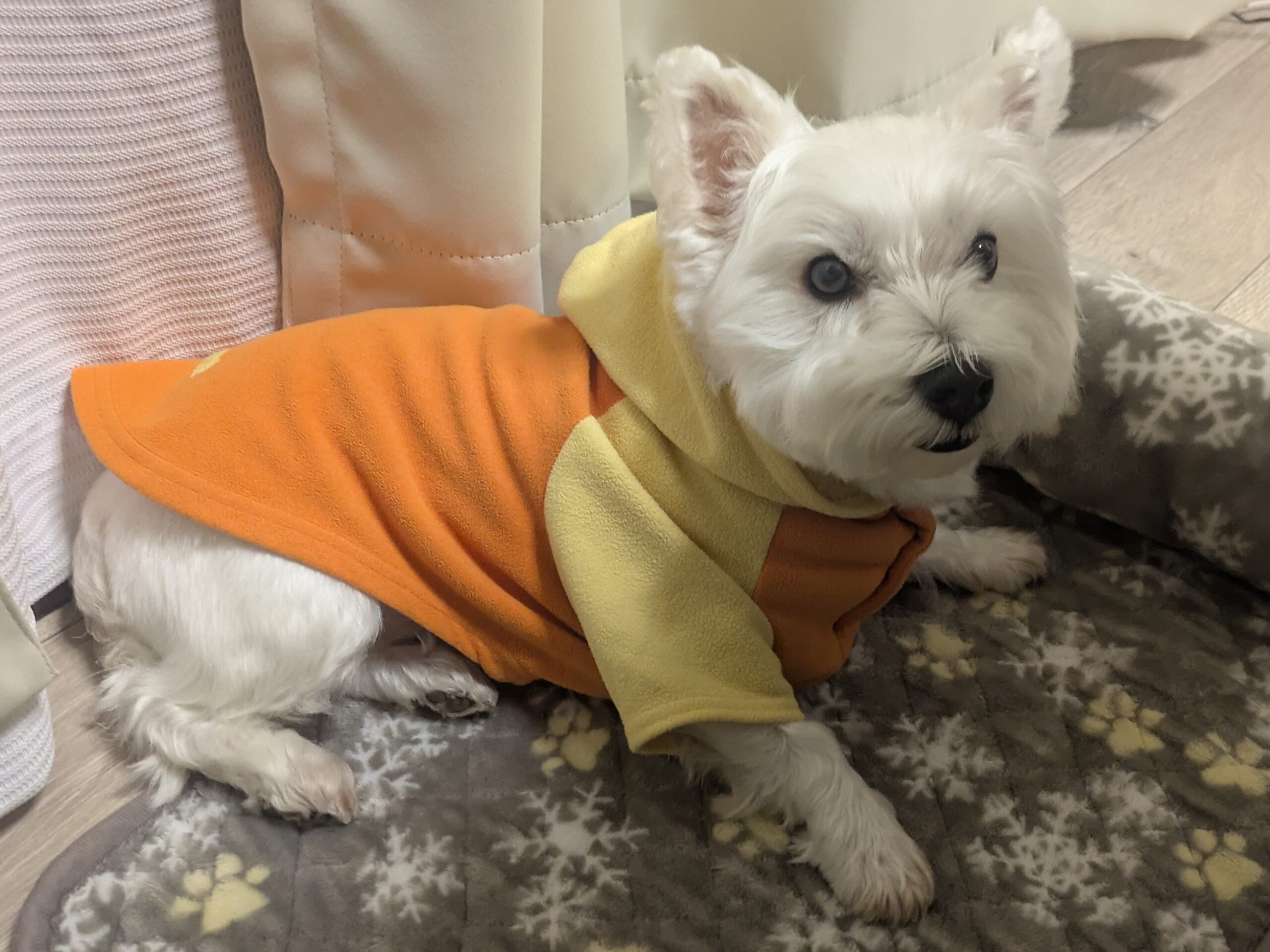 秋冬スタイルのウエスティ