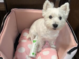 カンファペットとウエスティ