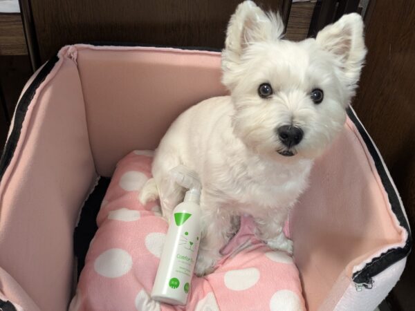 ウエスティ犬とカンファペット