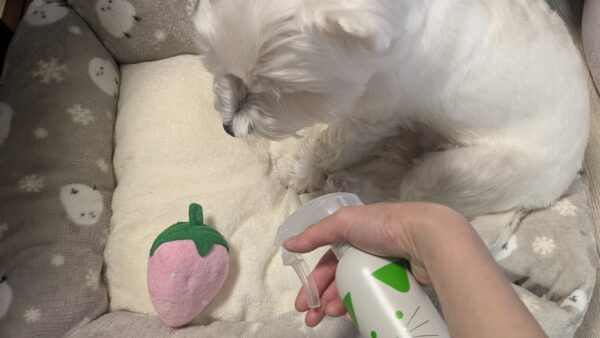 ぬいぐるみとベッドにカンファペット