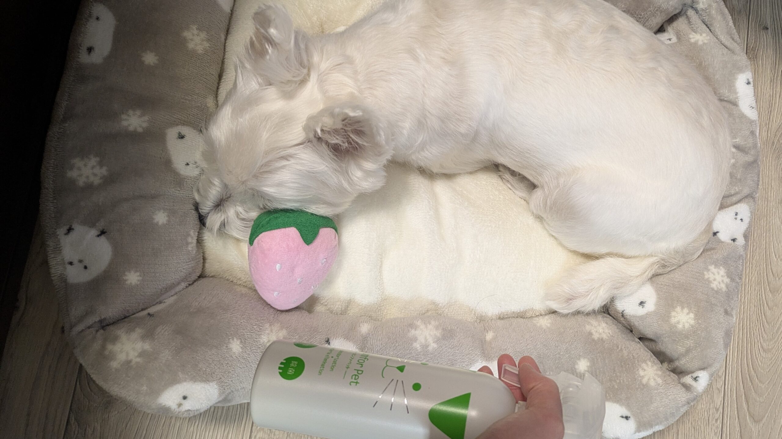 ぬいぐるみからベッドまでカンファペットで除菌・消臭