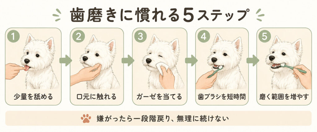 歯磨きになれるステップ
