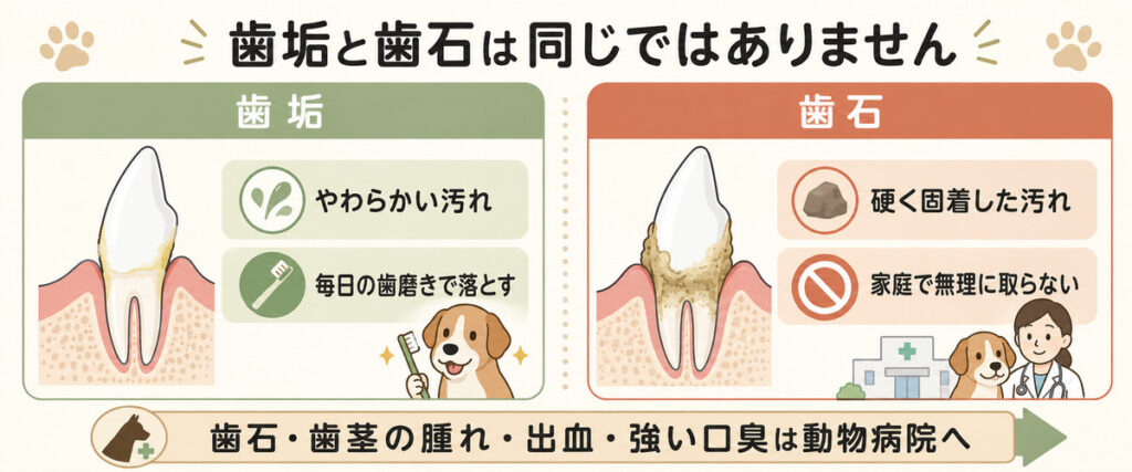 歯垢と歯石は別物