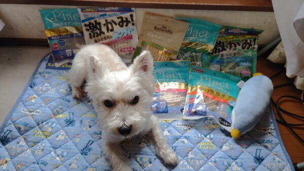 ウエスティ犬と歯磨きガム