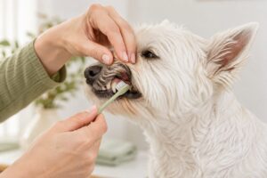 犬の歯磨きやり方