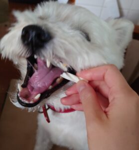 デンタルガムを食べる犬