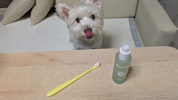 オーラルケアジェルBentouとウエスティ犬