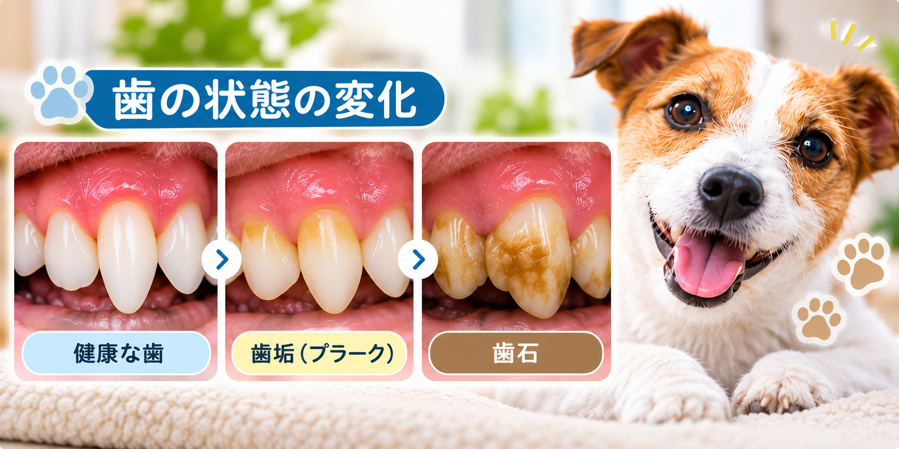 犬の健康な歯から歯垢、歯石へ変化する様子を比較したイメージ