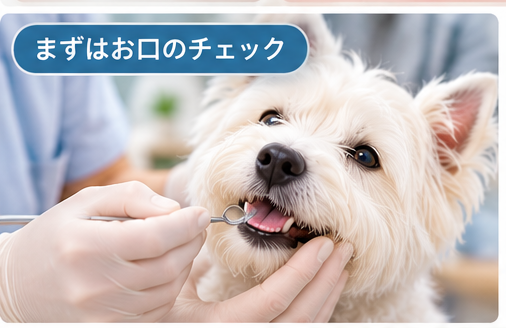 動物病院で犬の歯や口の状態を確認しているイメージ
